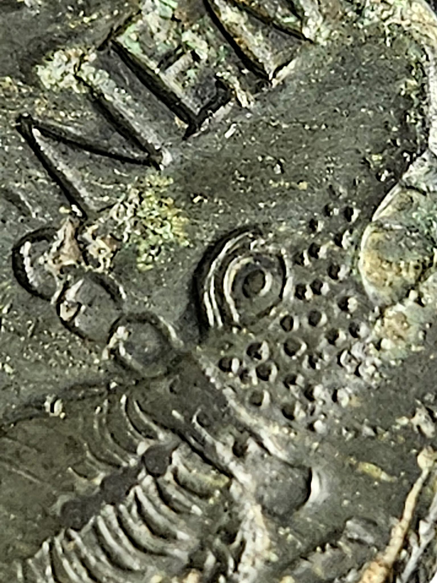 NEMAUSUS - NÎMES - AUGUSTE et AGRIPPA Dupondius COL NEM (as)